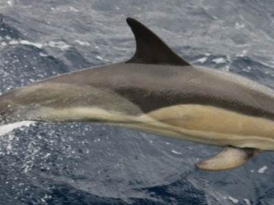 Short-beaked common dolphin 