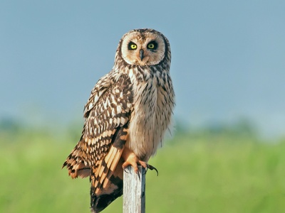 Short-eared owl 