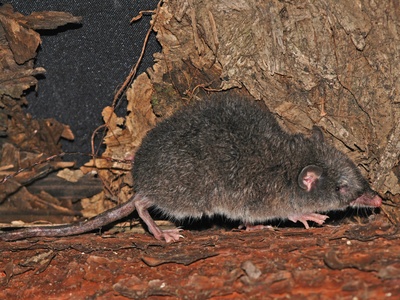 Shrew opossum