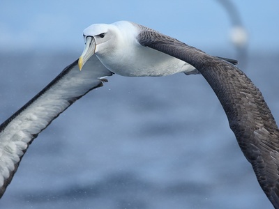 Shy albatross 