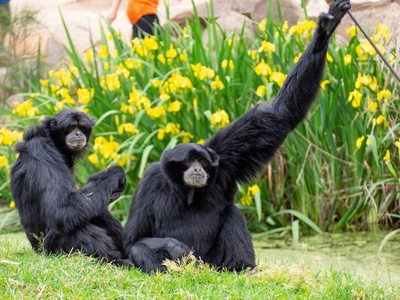 Siamang 