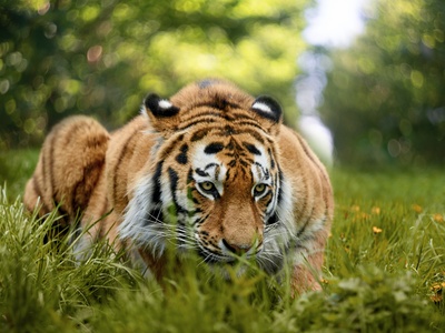 Siberian tiger 
