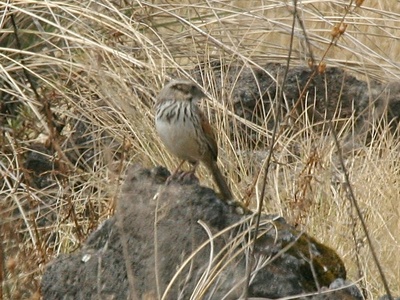 Sierra Madre Sparrow