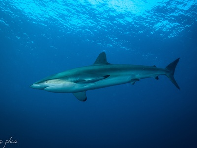 Silky shark 