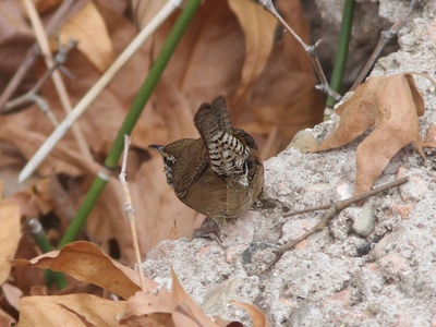 Sinaloa Wren