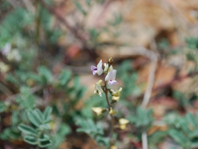 Skiff Milkvetch