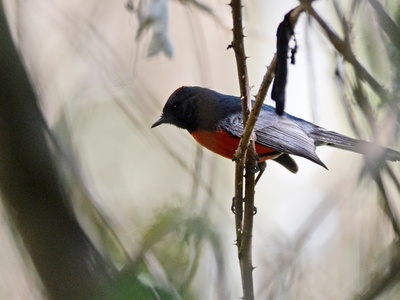 Slate-throated Redstart
