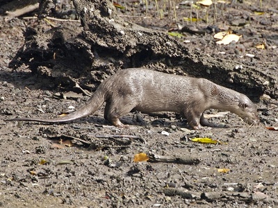 Smooth-coated otter 