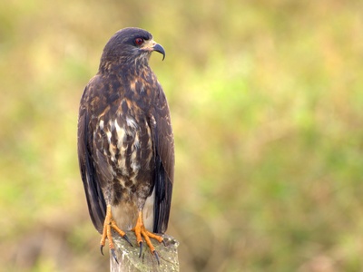 Snail Kite