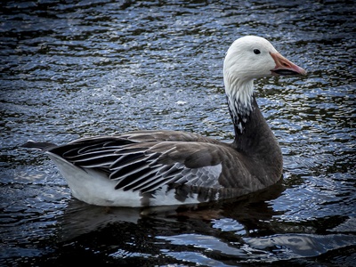 Snow goose 