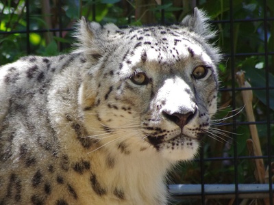 Snow leopard 