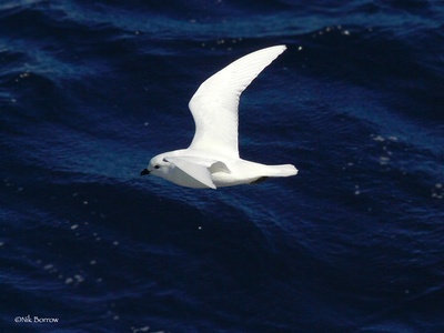 Snow petrel 