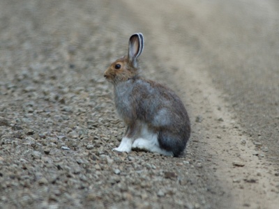 Snowshoe hare 