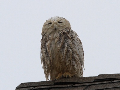 Snowy owl 