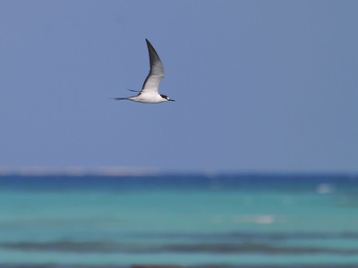 Sooty tern 