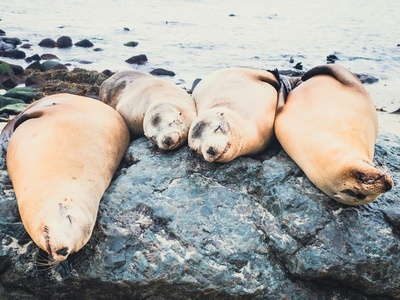 South American sea lion 