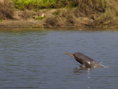 South Asian River Dolphin