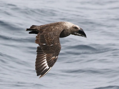 South polar skua 