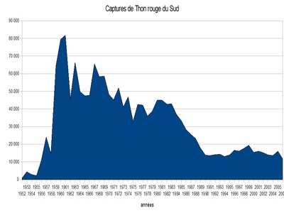 Southern bluefin tuna 