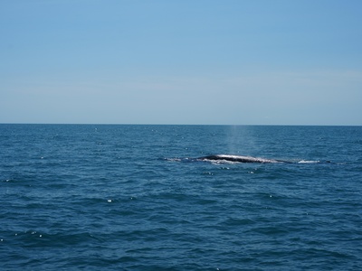 Southern Bottlenose Whale