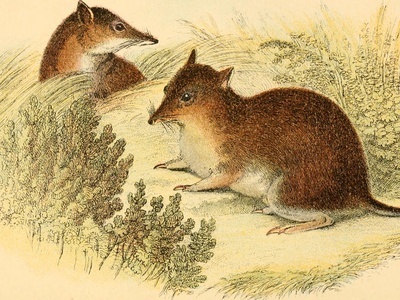 Southern brown bandicoot