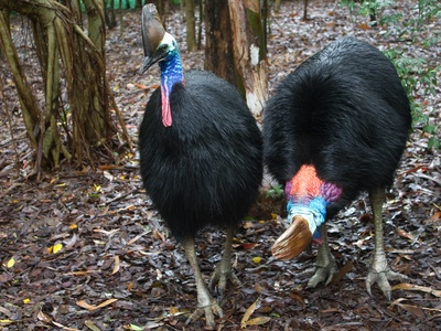 Southern cassowary 