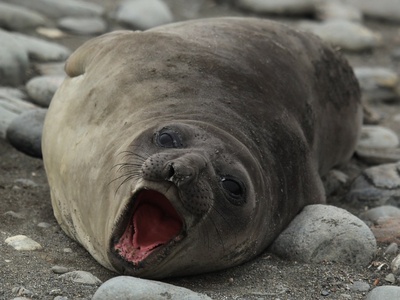 Southern elephant seal 