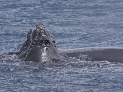 Southern right whale 