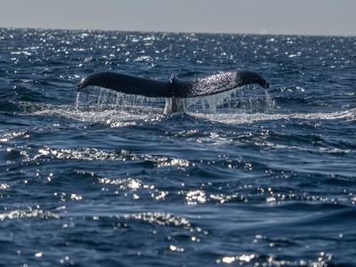 Sowerby's Beaked Whale