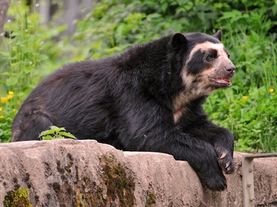 Spectacled bear 
