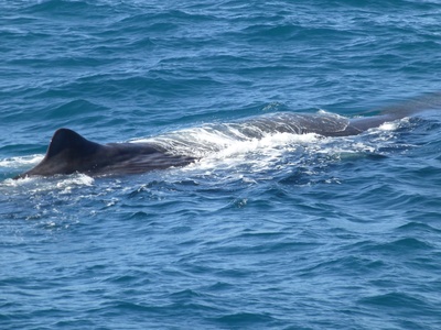 Sperm whale 