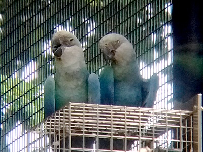 Spix's macaw 