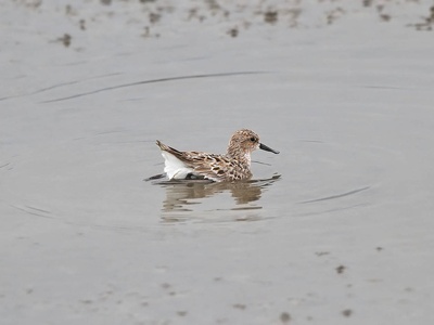 Spoon-billed sandpiper 