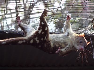 Spotted-tailed quoll