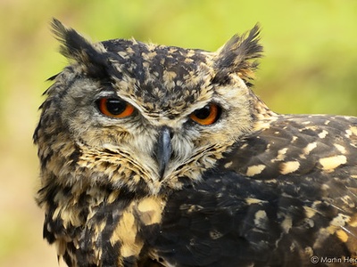 Spotted eagle-owl 