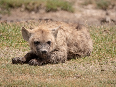Spotted hyena 