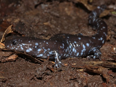 Spotted salamander 