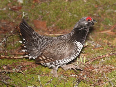 Spruce grouse 