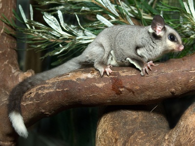 Squirrel glider