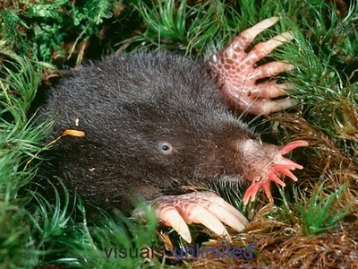 Star-nosed mole 