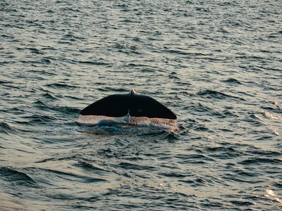 Stejneger's Beaked Whale