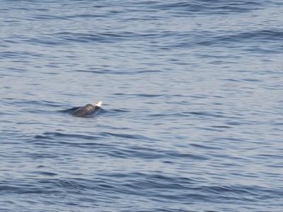 Strap-toothed Whale