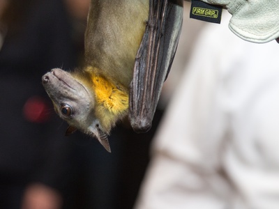 Straw-coloured fruit bat 