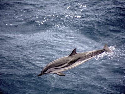 Striped dolphin 