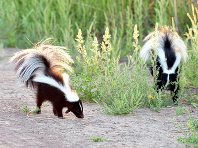 Striped skunk 
