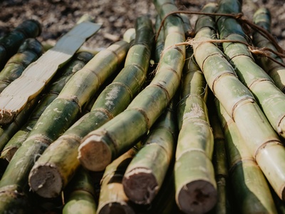 Sugarcane