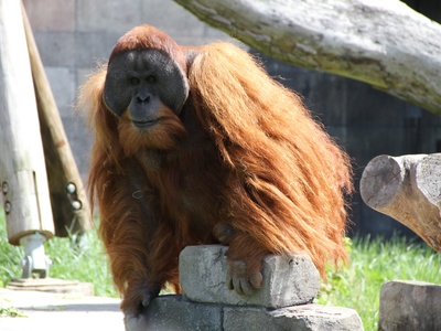 Sumatran orangutan 