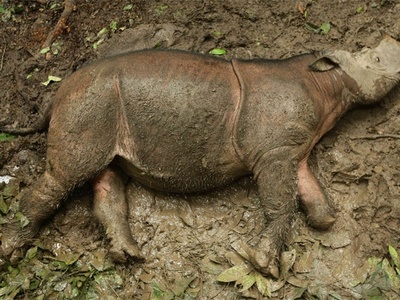 Sumatran rhinoceros 