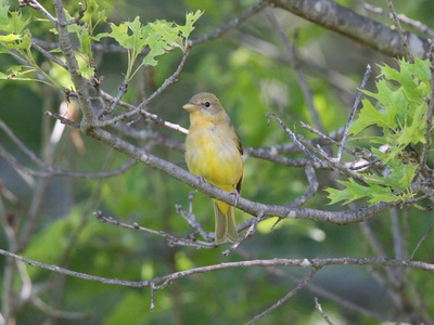Summer Tanager