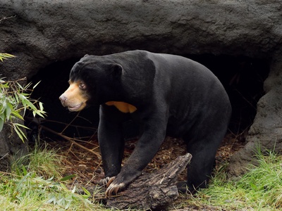 Sun bear 